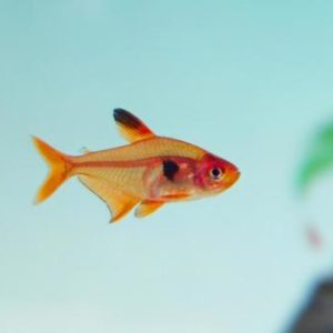 Red Phantom (Group of Six)