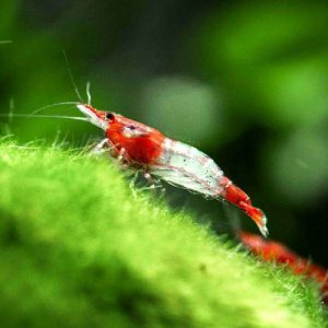 Red Rili Shrimp (Group of Six)