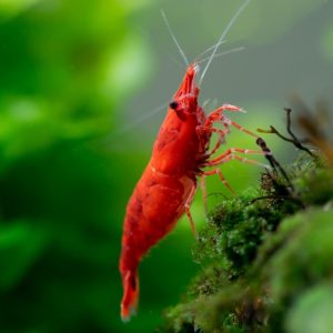 Red Shrimp (Group of Six)