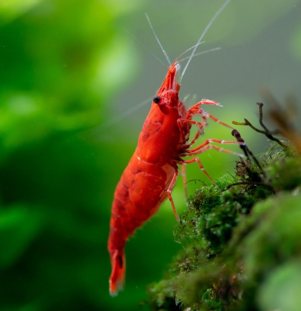 Red Shrimp (Group of Six)
