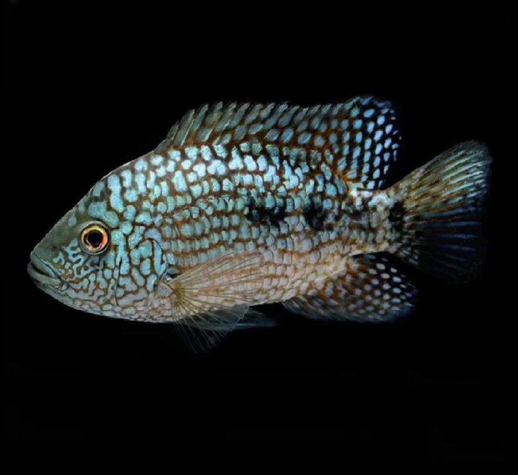 Texas Cichlid (Pair)