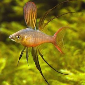 Threadfin Rainbow (Pair)