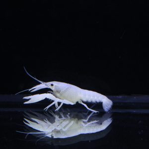 White Crayfish (Each)
