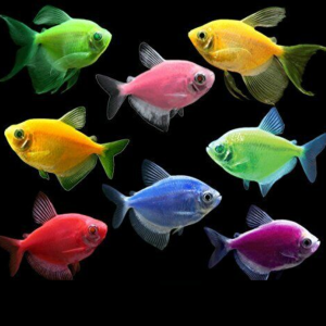 Color Widow Mix (Group of Six)