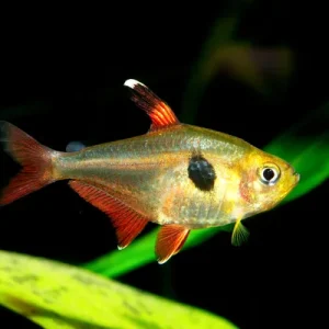 Yellow Phantom (Group of Six)